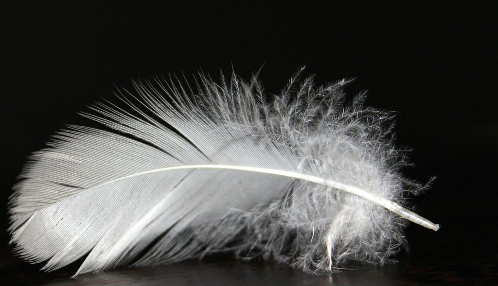 feather, feather fluff, white