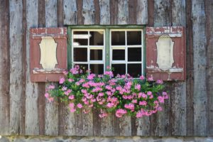 window, window sill, flowers