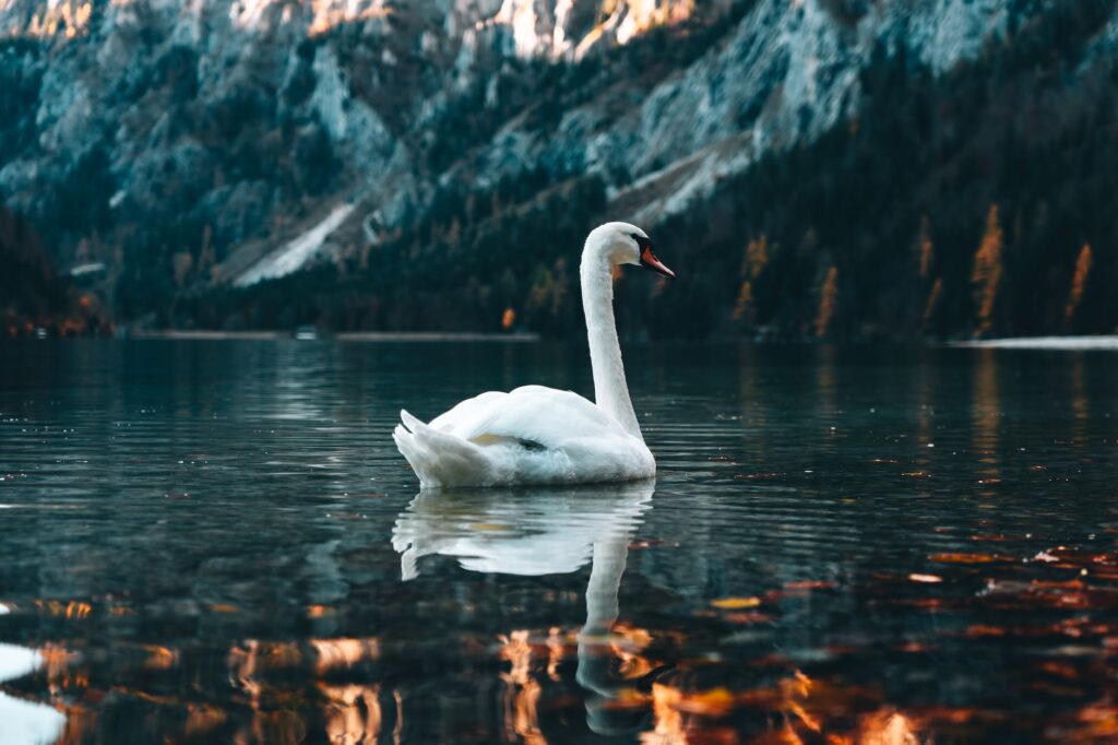 a beautiful swan on water